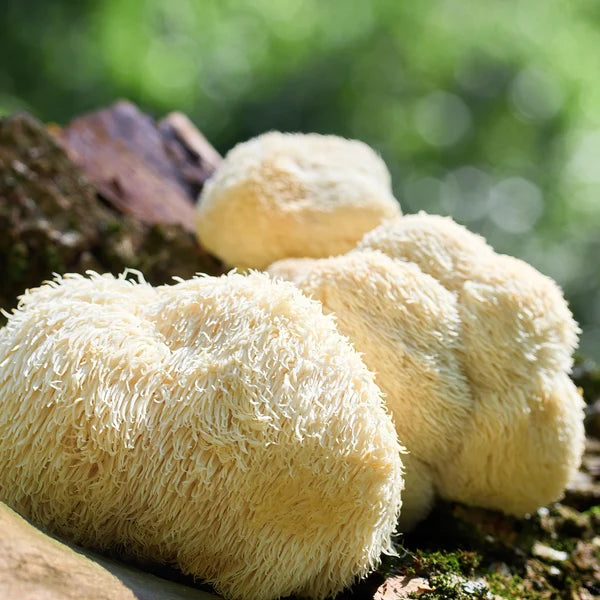 Lion's Mane Vitalpilz auf einem bemoosten Baumstamm