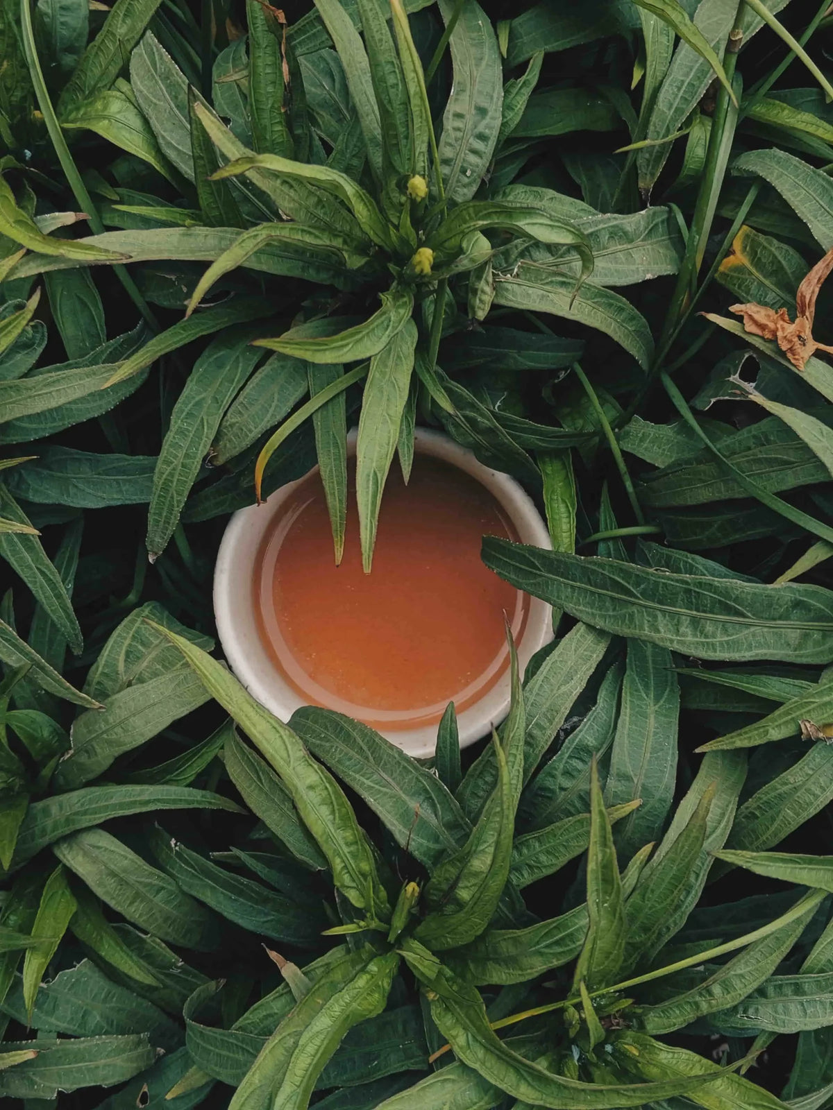 Wunderbare & seltsame Fakten aus der Welt des Tees: Tea Facts - 3