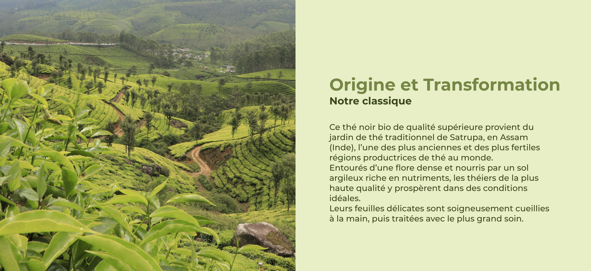 Jardin de thé en Assam avec des précisions sur l'origine et la transformation du thé noir