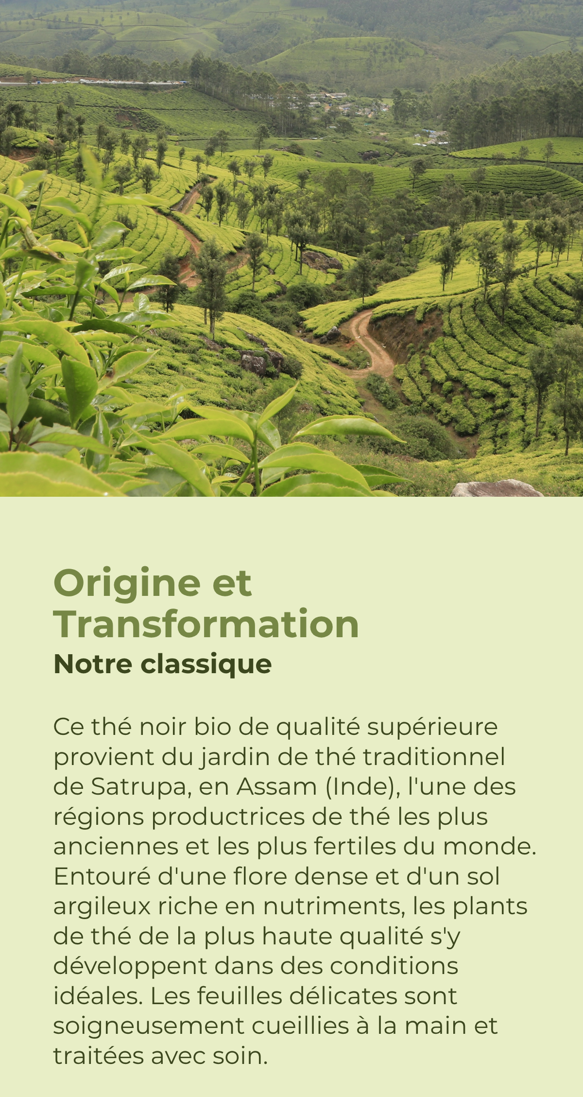 Jardin de thé en Assam avec des précisions sur l'origine et la transformation du thé noir